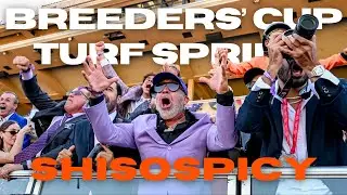 Мини-серия Breeders' Cup Turf Sprint Shisospicy