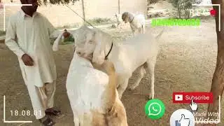 Gulabi janwar