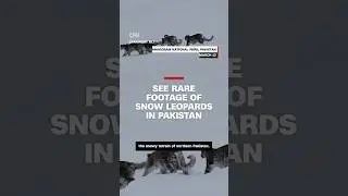 See rare footage of snow leopards in Pakistan