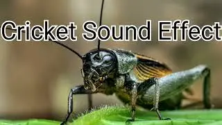 cricket - Sound Effect HD [Real]