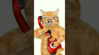 Papa Ghar payment ☎️☎️☎️☎️ #cute #catlover #funny #trend #latest #cat #branded