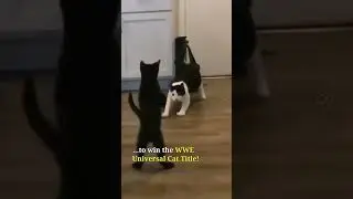 cat fight in wwe style