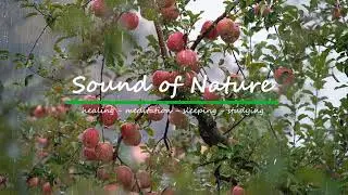 Relaxing Rain sound in Red Apple tree garden | Relaxing, Study, Sleeping.