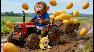 Baby Monkey Nana Gives First Aid to Kitten's Wound, Mango Harvesting 🐒🐱🏡 Monkey Farm Work