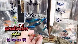 Zing’s Day l ตะลุยสัตว์เลี้ยงจตุจักร 28 มกราคม 69 (Ep.339)