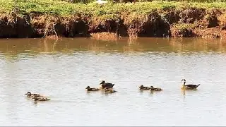 filhote das marrequinha ANANAI