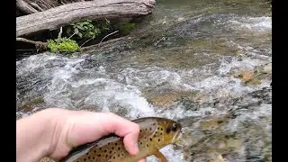 Fishing Beaver Creek Valley State Park Minnesota for brown trout