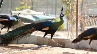 The endangered green peafowl(Pavo Muticus Imperator) from our 2019 archives طاووس الامبراطور