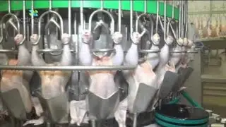 Modern Automatic Chicken Processing Line Extreme Fastest Ultra Chicken Meat Factory | Food factory