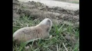 Слепыш, Spalax microphthalmus, Mole-Rat