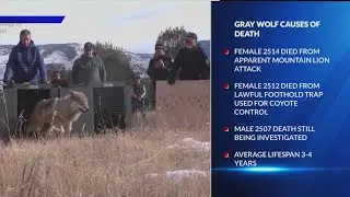 Colorado wolves killed by mountain lion, injuries from foothold trap: USFWS