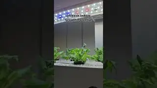 Unleash Indoor Growth Potential with Full Spectrum Lighting!