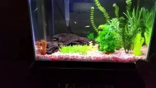Fish chasing laser