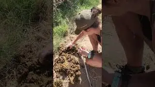 EEG &copy;Elephant Reintegration Trust  Research South Africa. Collecting dung #elephant #zoo #wildlife