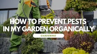 How to Prevent Pests in my Garden Organically