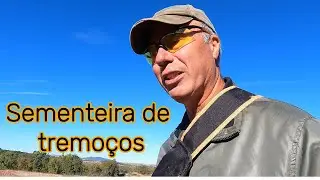 Sementeira do campo de tremoços