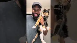 Ranking my cats from LEAST to MOST SPOILED