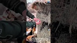 Fresh Eggs Daily from the Coop Our Happy Backyard Chickens are Laying