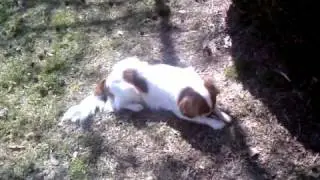 Max bone
