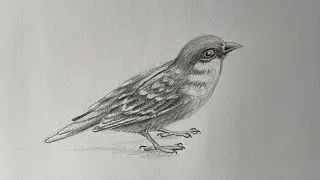 How to draw a sparrow step by step