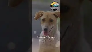 Sheltering Souls || Empathy for Street Dogs || 🐕 &hearts;️ #straydogs #animals #compassion #paws #shorts