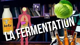 La fermentation