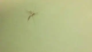 Giant crane fly