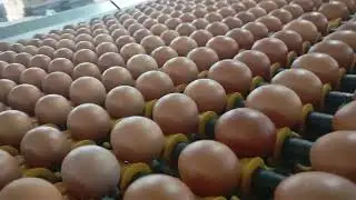 Automatic Egg Grading Machine in Action | Industrial Poultry Processing Equipment