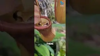 Why this frog uses this plant as toilet