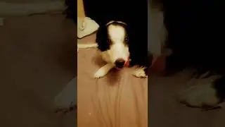 Caught my dog red handed trying to steal my candy