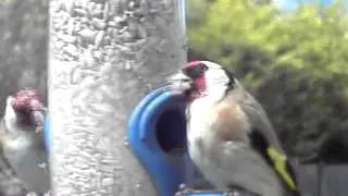 Goldfinch - Duo @GardenTwitter