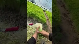 Garden to Table: Harvesting Fresh Pea Shoots by Hand