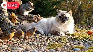 Cat TV ~ Relaxing Nature 🌿 Birds 🕊️ Squirrels 🐿️ Soft Calm for Cats 🐱