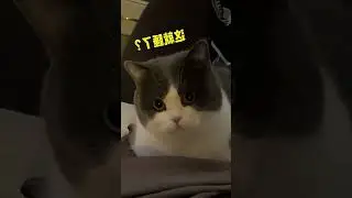Decode My Dog's Expressions: Oops, I Forgot to Feed Him Again!