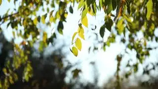 Relax Peaceful Royalty Free Music |No Copyright BGM for Video Vlog [Blue Coffee]
