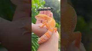 leopard gecko tremper lavender stripe #cute #gecko #geckoleopard