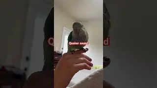 Quaker Parrot sounds #parrot #cute #funny #green #laugh #shorts #sound #parrot #monkparrot