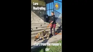 Mantrailing - Lara - start from the runner's car (Sept.2024) - K9 Sport Trailing video