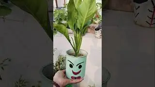 Free ke planter#youtubeshorts #garden #gardening