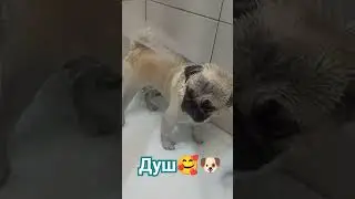 #собака #забавные #животные #собаки #топ #pug #мопс
