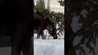 WHAT A CUTIE! 🥹 #shorts #alaska #animals #moose #amazing #winter