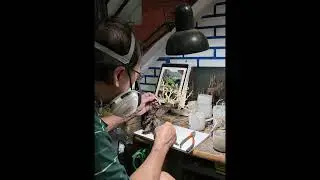 HƯỚNG DẪN CHI TIẾT L&Agrave;M LAYOUT THUỶ SINH BONSAI ĐƠN GIẢN TẠI NH&Agrave; #bonsai #bonsaitree #thuysinh