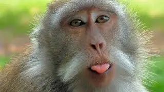 Monkey fun video! Monkey life is happy! monkey food video awesome! baby monkey with egg curry! 🐒❤️🐒