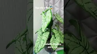 Caladium Branco/ Planta realista em e.v.a