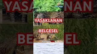 &Ccedil;ok Gizli Baskın: &Ouml;ld&uuml;renoğulları Beyi 🐆 #jaguar #natgeo #mizah #komik