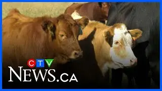 Saskatchewan cattle ranchers raise concerns