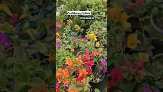 Multigrafted Bougainville Plants Online Sell Plant Nursery Kolkata