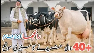 Ranjha Dairy Farm | Biggest Imported HF Cows | Heavy Udder Cows | High Milk Record 🐄