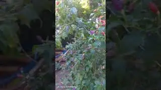 SELI VIOLIT JEST TEŻ NIESAMOWITA