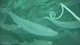Salmon fish monitoring camera D10011 video